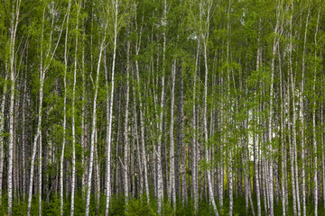dense young birch forest with bright green foliage