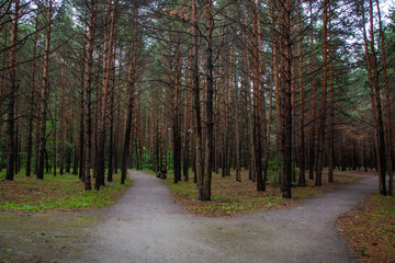 Branching paths in a pine forest
