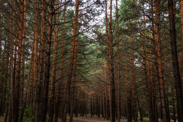 Tall and powerful pine trunks in a protected forest