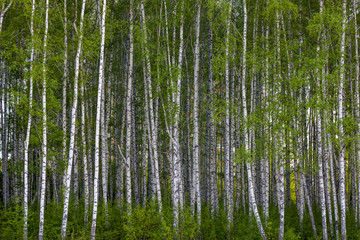 young fresh birch forest with bright green foliage