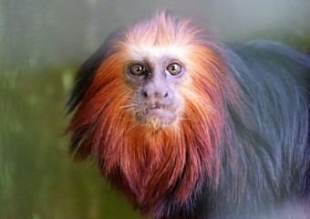 Cabeza de León Dorado