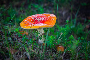 Poisonous but insanely beautiful fly agaric in tall grass