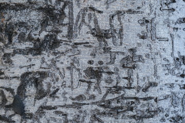 Wood texture for design