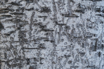 Wood texture for design