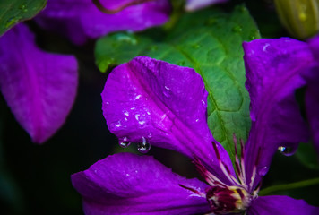 Clematis petal with drops after heavy rain