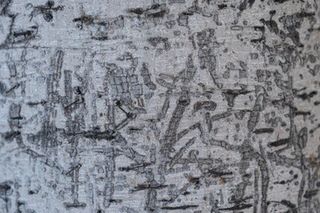 Wood texture for design