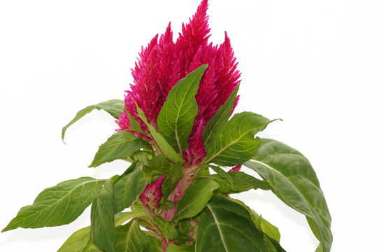 Brandschopf celosia plumosa Blume im Topf