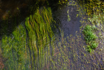 Large algae in the fast river Malaya Istra