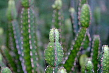  Cacti on the streets of Hollywood