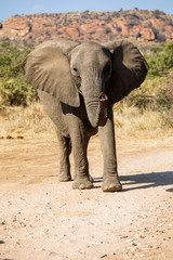 Fototapeta na wymiar Young curious elephant sniff the air