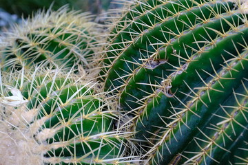  Cacti on the streets of Hollywood