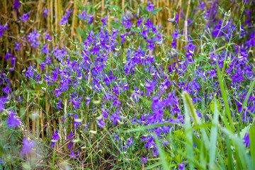 Fototapeta premium Field meadow in the summer, multi-colored wildflowers close-up.
