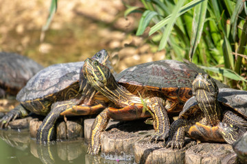 Tortue de Floride -Trachemys scripta elegans