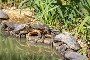 Tortue de Floride -Trachemys scripta elegans