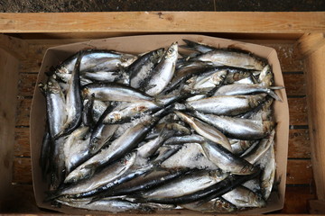 fresh fish in market
