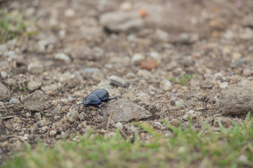 Lizard on a stone close-up. Black beetle on the grass and on the ground. Macro. Snake.