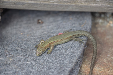 Lizard on a stone close-up. Black beetle on the grass and on the ground. Macro. Snake.