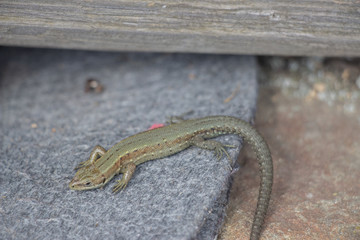 Lizard on a stone close-up. Black beetle on the grass and on the ground. Macro. Snake.