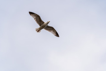 Open wings seagull flying in blue sky clouds