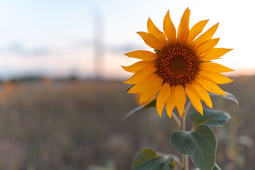 Bright sunflower in sunset light, close-up, selective focus.