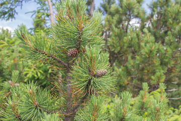 Cones grow on a Christmas tree close-up. Macro shot. Spines on a pine tree.