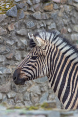 Fototapeta na wymiar zebra striped looks into the distance at the zoo