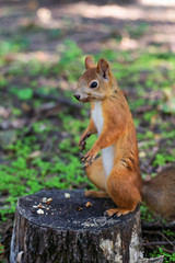 Squirrel is standing on the tree stump.  A little red rodent is looking around for food. Close up portrait look at the camera.(Sciurus vulgaris, rodent). 