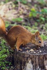 Squirrel is eating nut.  Small red rodent is feeding myself. Chipmunk eats on the tree stump. (Sciurus vulgaris, rodent)