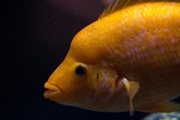 tropical fish in the zoo © HENADZI BUKA
