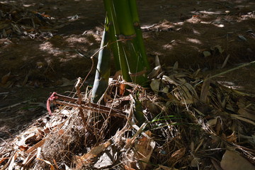 Forest Today, forests are all less. Therefore, having to help replenish the forest that has been used out, if no one is interested in planting the forest to replace this world, it must be lacking in g