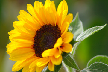 Obraz premium Sonnenblume