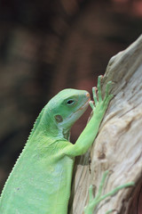 bright lizards in the zoo