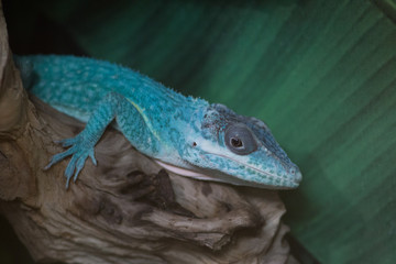 bright lizards in the zoo