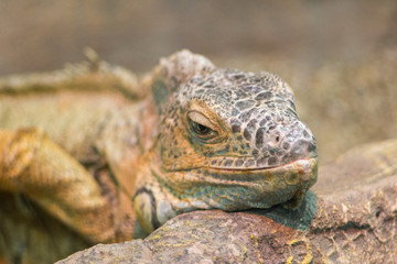 iguana big lizard resting