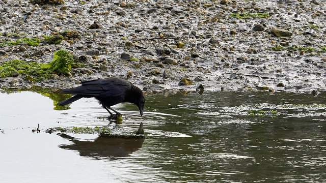 Carrion Crow Corvus Corone Reflected Beiramar