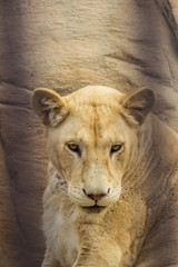 Big wild cat lion in the zoo