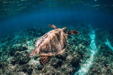 Sea turtle glides n ocean. Underwater shot with turtle