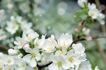 Apple tree flowers on branches in the garden in early spring