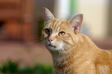 neugierige rote katze