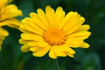 The pot marigold or ruddles (Calendula officinalis)