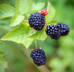 Rubus in the summer