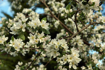Blossoming branches of apple tree with many delicate flowers on a background of green garden in spring