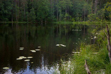 Naklejka na ściany i meble Small stream among pines. Karelia, Russia