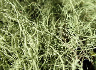 Macrophotographie de lichen barbu (Usnea barbata) réalisant un arrière-plan végétal.