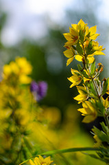  inflorescence flower on bloored background