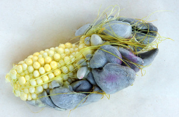 Corn smut caused by fungus Ustilago maydis