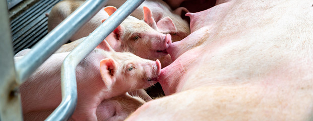 PIG FARMLittle pig is sucking milk. The newborn pig is sucking milk from the mother