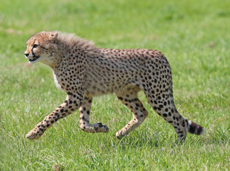Close up of a cheetah on the prowl