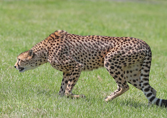 Close up of a cheetah on the prowl