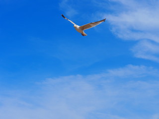 seagull in the sky